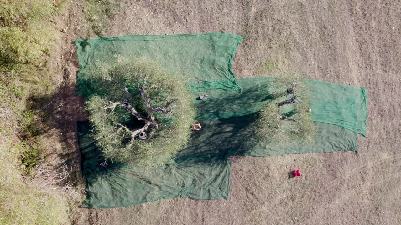 Uliveti dai colori autunnali durante la stagione del raccolto, Toscana, Italia