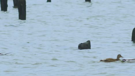 Pato-Macho-De-Cola-Larga-Nadando-En-El-Agua-Y-Buscando-Comida,-Día-Nublado,-Tiro-Medio-Distante