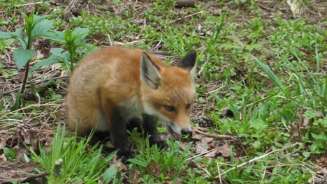 a cute cub of a red fox lies in the grass