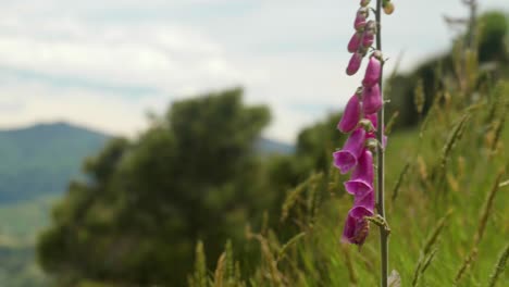 graceful lupin flowers dance in the wind, creating a mesmerising display of natural elegance