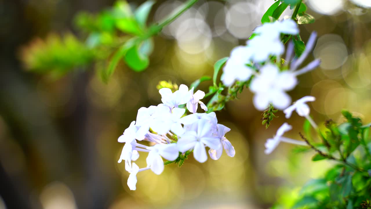 태양-31에 빛나는 정원의 꽃