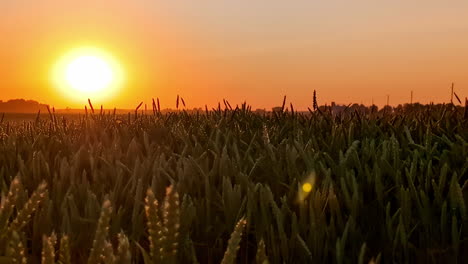 vista de perfil del amanecer pintoresco capturado desde el campo de trigo