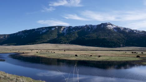 Bisonherde,-Die-Im-Lamar-Tal-Weidet