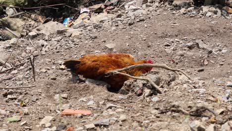 a chicken pecking and scratching at the ground