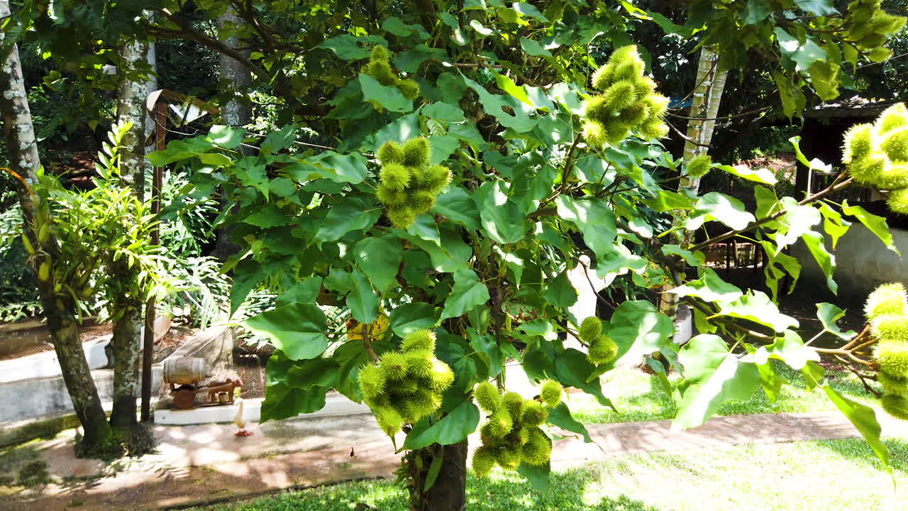 열대 과일 annatto 나무, urucum