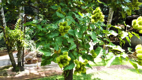 árbol de achiote de frutas tropicales, urucum