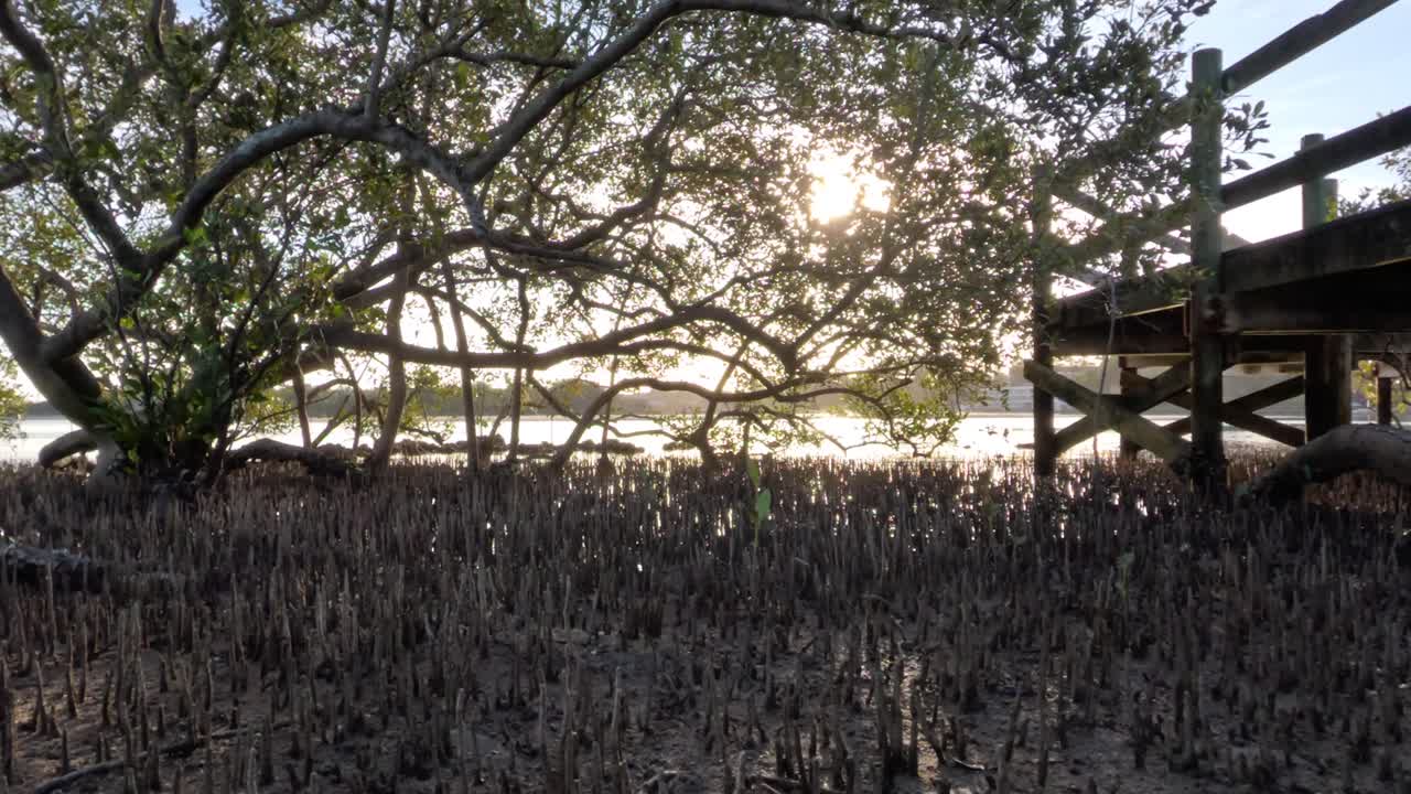 나무 구조물 근처의 맹그로브를 통해 빛 필터