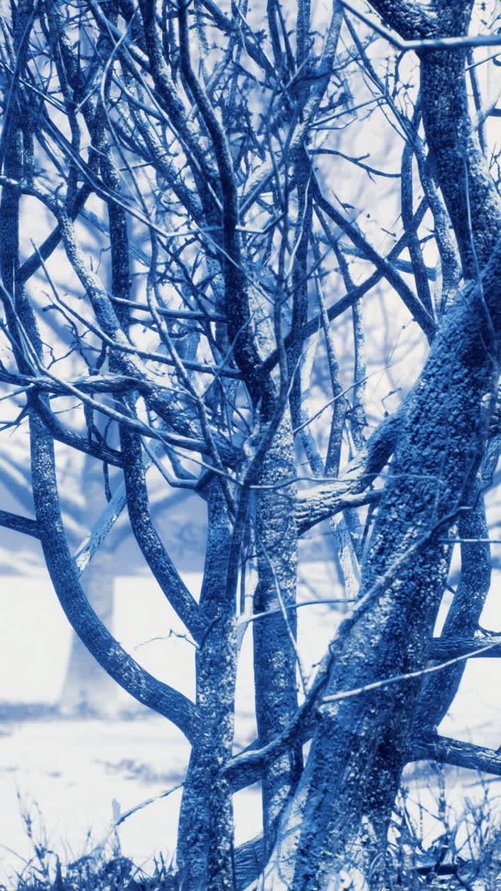Snow covered forest landscape during winter season in a tranquil setting