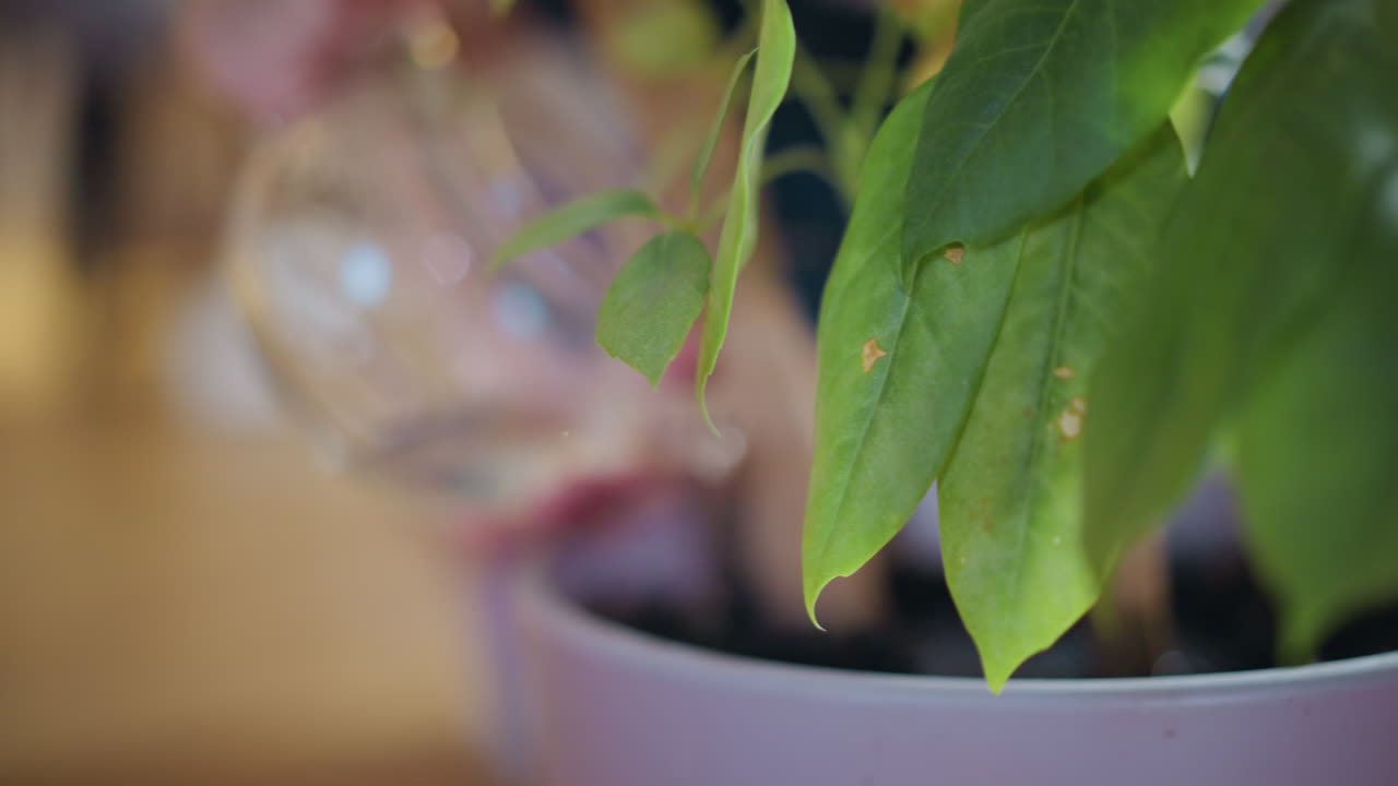 Close up of hands pouring water from transparent glass teapot into soil of indoor potted plant, nurturing greenery, eco friendly care, sustainable home lifestyle, focus on growth and environment