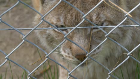 lince bostezando detrás de una valla en cautiverio - tiro de cerca de mano