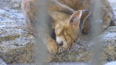 el gato de cerca.