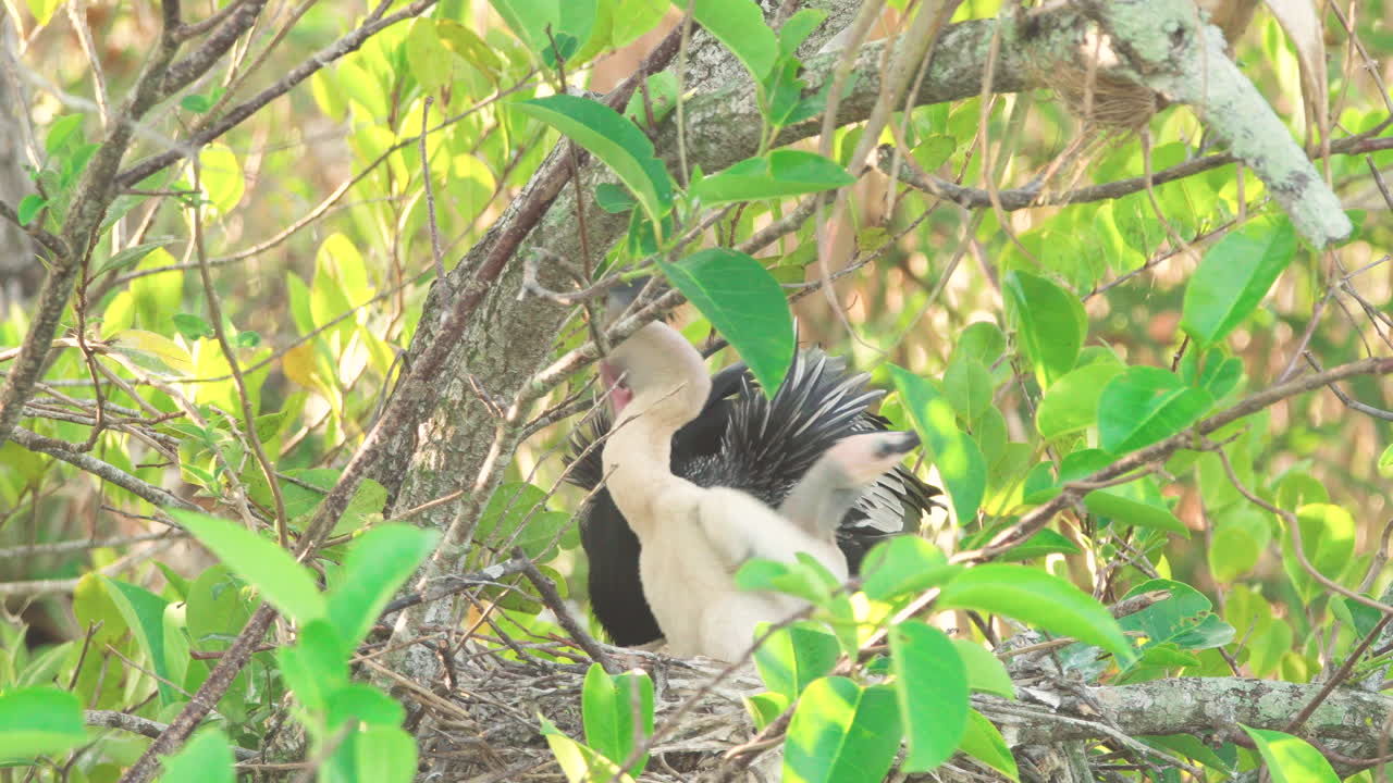 anhinga, yavrularını yuvada regurgitasyon yoluyla besler.