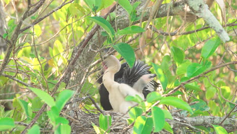 Anhinga-Füttert-Babyküken-Im-Nest-Durch-Aufstoßen