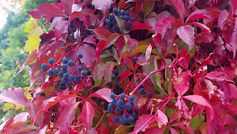 grapevines in a gentle breeze, static