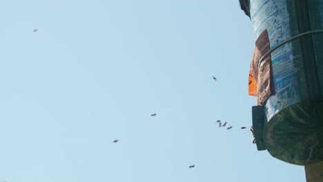 una caja de enjambre atrae a una colonia de abejas que buscan un nuevo hogar