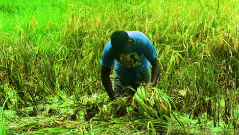 Landwirt-Schneidet-Durch-Überschwemmung-Beschädigte-Ernte-Auf-Einem-Reisfeld-Ab