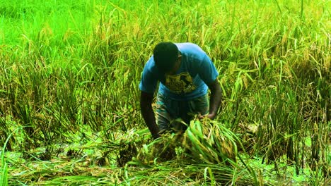 farmer cutting damaged crops by flood at paddy field