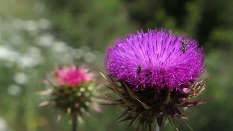 insects on pink purple milk thistle flower, medicinal herbal plant, natural herb