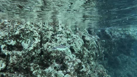 Slow-motion-of-a-baby-sea-turtle-swimming-in-crystal-clear-waters---underwater-shot