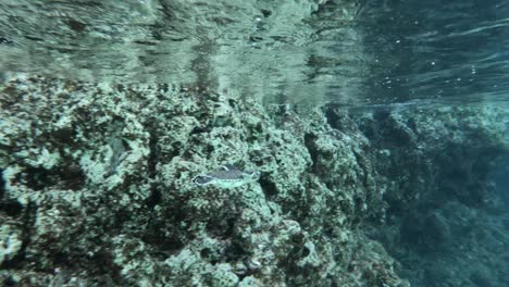 cámara lenta de una tortuga marina bebé nadando en aguas cristalinas - toma submarina