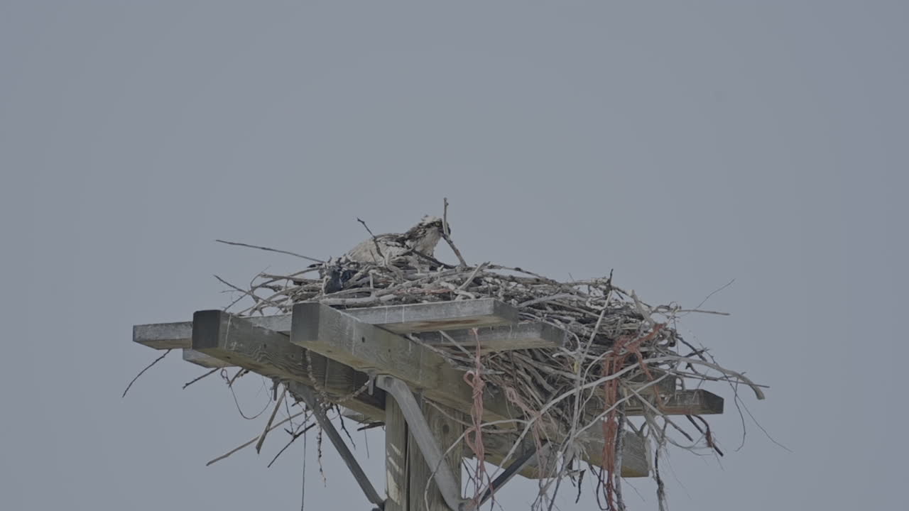 una toma detallada de un águila mariposa anidando en un poste de energía, mezclando la vida silvestre con la infraestructura urbana en kamloops, bc.