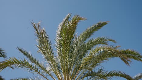 Palm-tree-cup-sways-in-the-wind-over-a-blue-sky