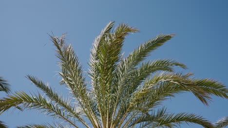 Copa-De-Palmera-Se-Balancea-En-El-Viento-Sobre-Un-Cielo-Azul