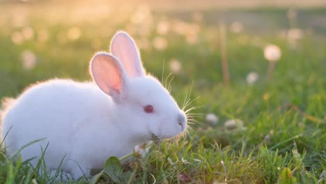 a cute white rabbit in a sunny green field