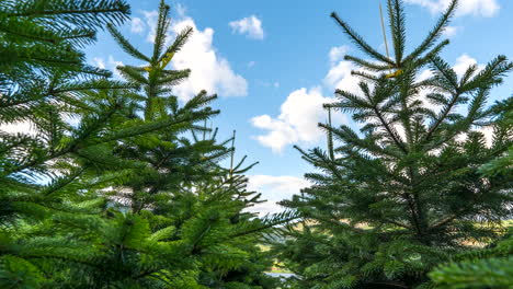 Time-lapse-of-evergreen-coniferous-fir-trees-growing-on-a-sunny-day,-Norway