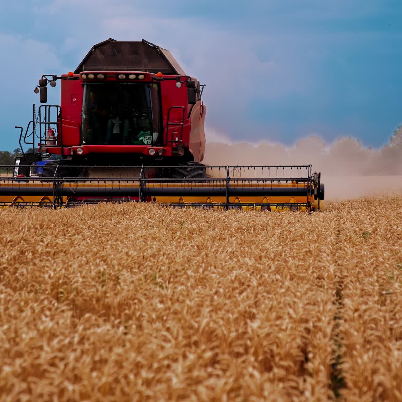 Combine moving through rural field cutting yellow stalks of barley. Grain harvester working in field gathering crop of wheat. Concept of agronomy or harvesting. Front view