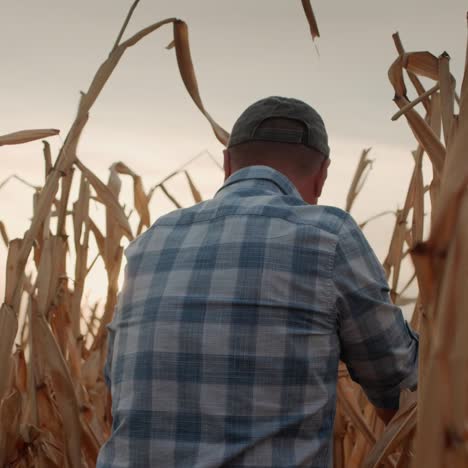 Farmer-walks-among-tall-corn-plants-in-field