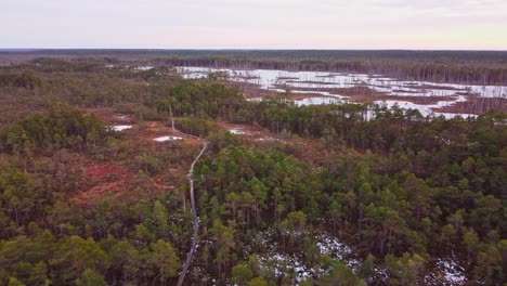 High-aerial-4k-view-of-Swamp-winter-forest-landscape-in-Latvia,-backwards