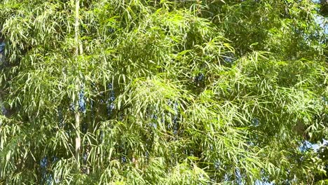 bamboo trees gently swaying in the breeze