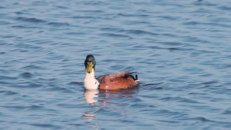 Mallard-Con-Plumaje-Brillante-Flotando-En-El-Agua,-Arreglando-Sus-Plumas