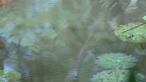fishes swimming underwater in pond with visible water ripples