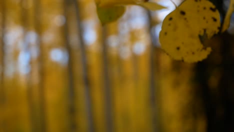 Nahaufnahme-Des-Gelben-Espenblattes-Im-Herbst-Mit-Wunderschönen,-Im-Hintergrund-Verschwommenen-Espenblättern