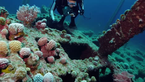 scuba diving at a shipwreck coral reef