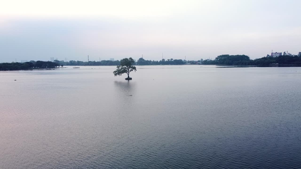 disparado, un árbol en medio del lago