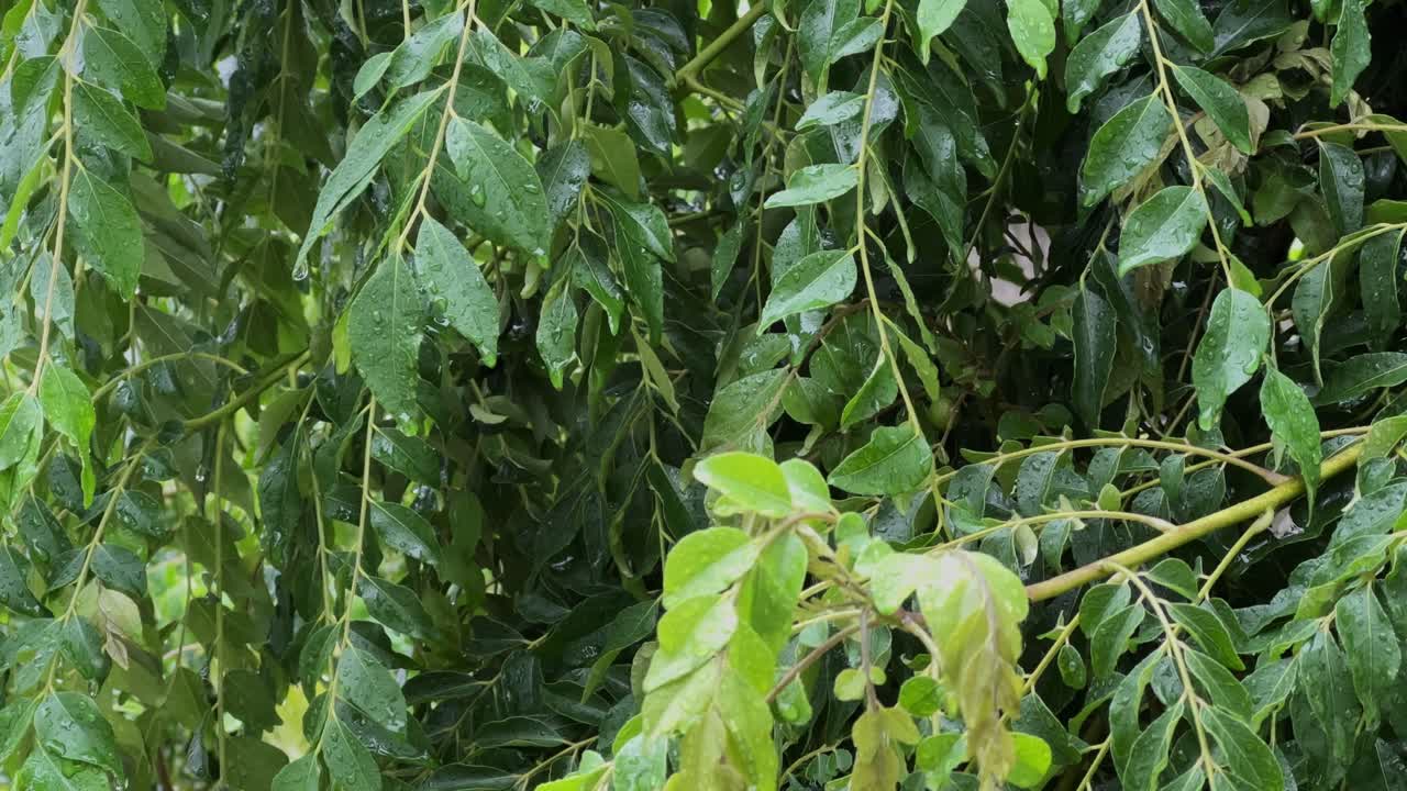 closeup of raining on curry leaf tree, with lush green foliage glistening with fresh rainwater. Droplets cling to the leaves, reflecting the ambient light