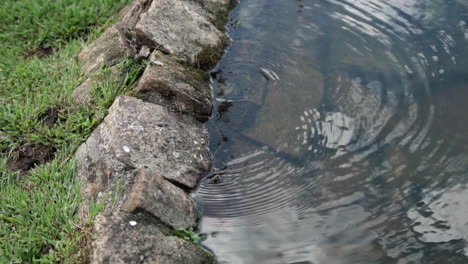 view of snake in water stream, next to small rock embankment