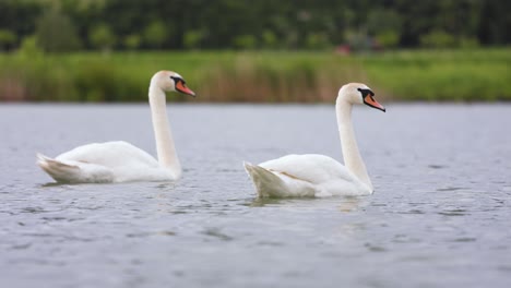 un par de cisnes mudos blancos nadan en un lago con fondo verde, ángulo bajo