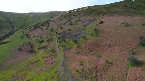 Hiking-trail-cuts-through-pink-heather-field-in-Brecon-Beacons,-aerial