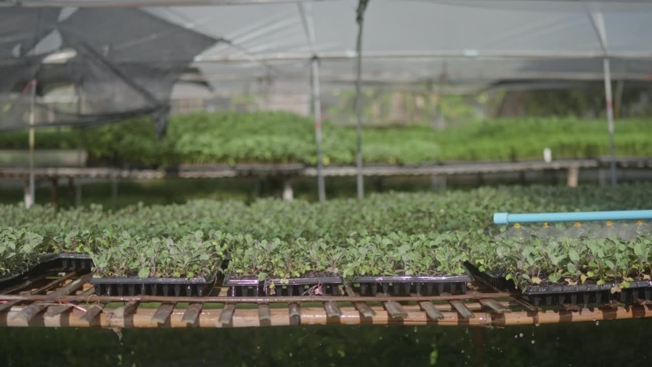 regar la planta mediante esterilización para el cultivo de hortalizas