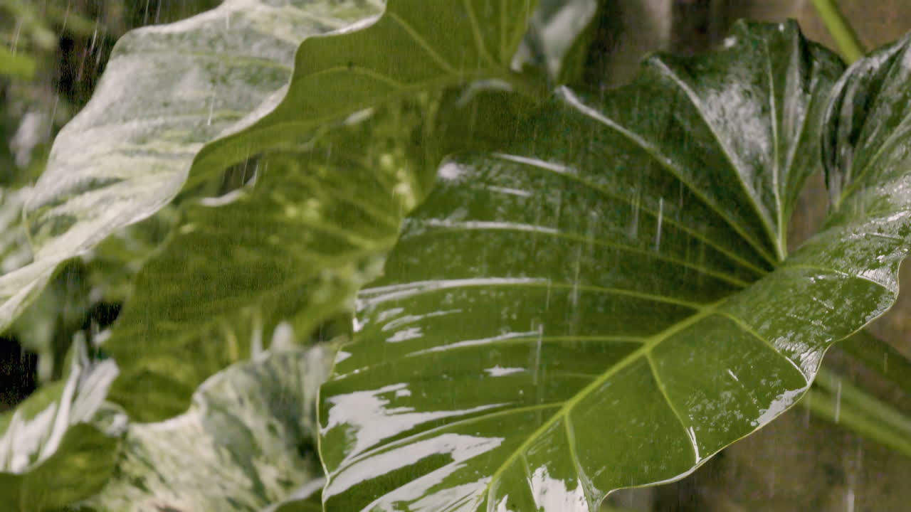 rain drops on tropical leaves in slow motion