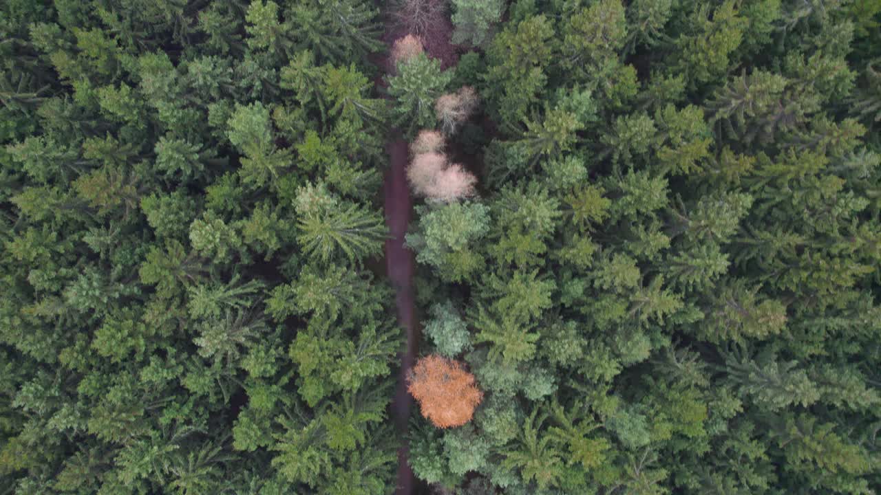 ver hacia abajo desde un dron de un camino a través de árboles amarillos y verdes en otoño