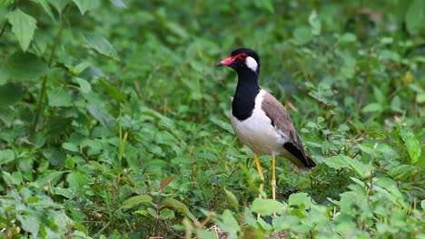 the red-wattled lapwing is one of the most common birds of thailand