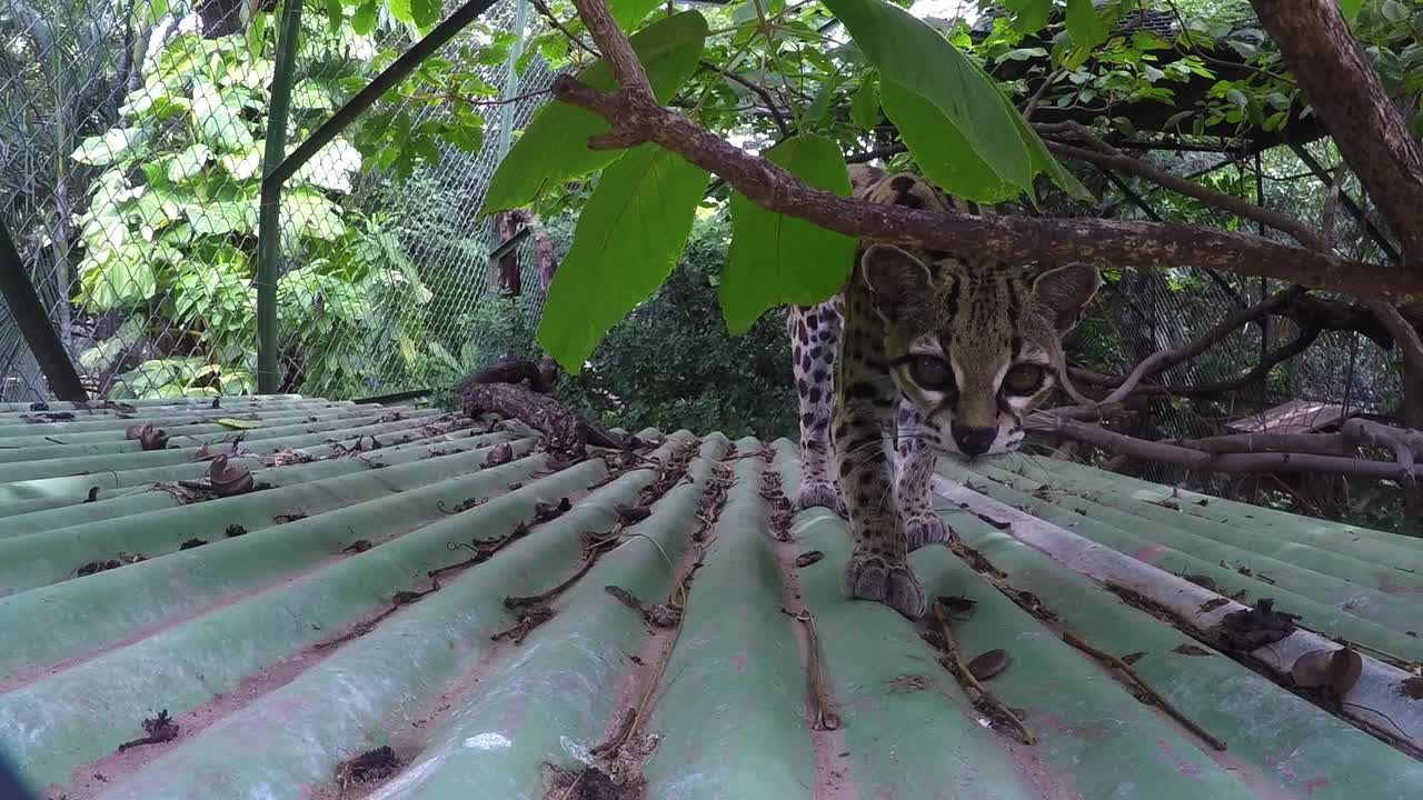 포로로 잡힌 온실라 야생 고양이는 호기심이 많다.