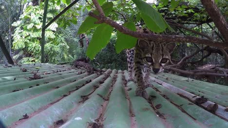 el gato salvaje oncilla en cautiverio es curioso.
