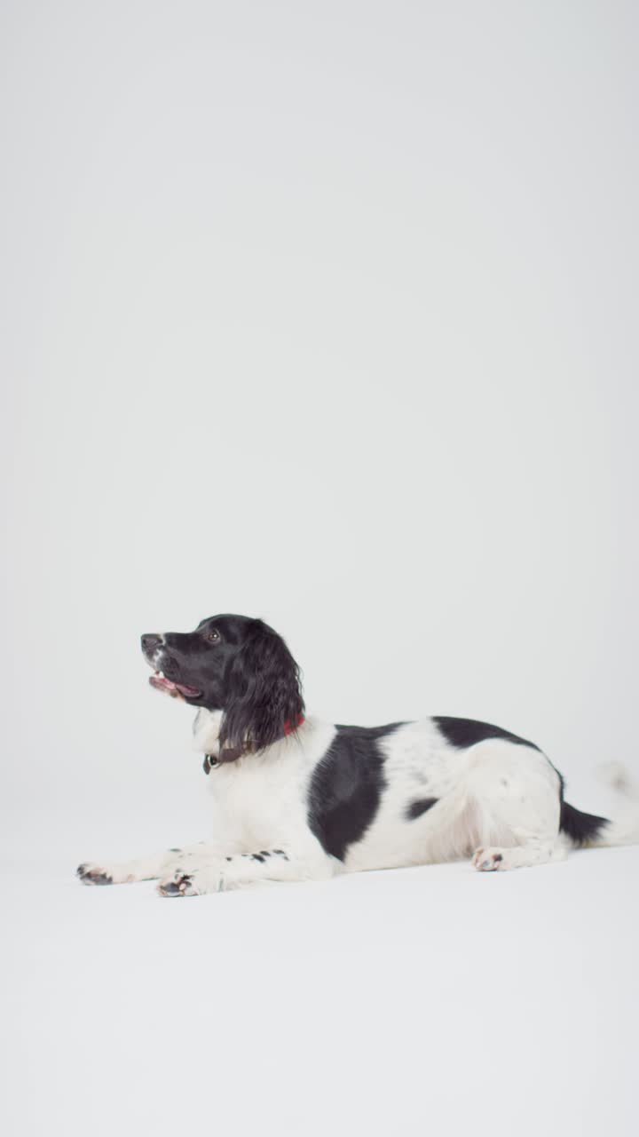 вертикальный кадр собаки, лежащей 02