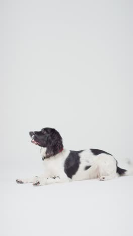 Vertical-Shot-of-Dog-Laying-Down-02